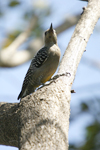 Hoffmanns Woodpecker    Melanerpes hoffmanni