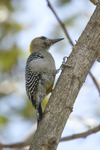 Hoffmanns Woodpecker    