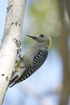 Hoffmanns Woodpecker    