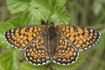 Glanville Fritillary    31.Melitaea cinxia