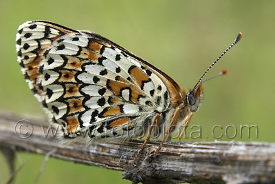 Melitaea cinxia    Melitaea cinxia