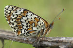 Melitaea cinxia    