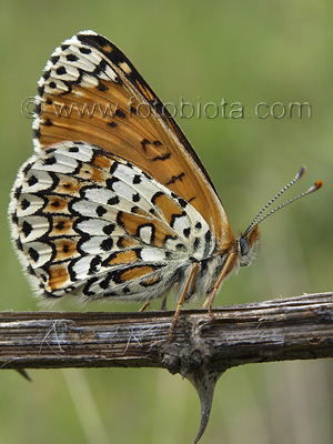 Melitaea cinxia    Melitaea cinxia