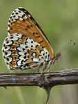 Glanville Fritillary    