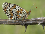 Glanville Fritillary    