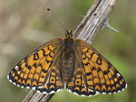 Melitaea cinxia    