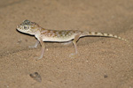 Middle Eastern Short-fingered Gecko   Stenodactylus doriae