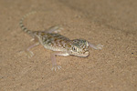 Middle Eastern Short-fingered Gecko   Stenodactylus doriae