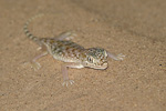 Middle Eastern Short-fingered Gecko   