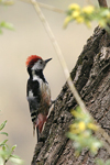 Middle Spotted Woodpecker    