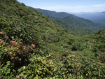 Monteverde    