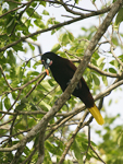 Montezuma Oropendola    Psarocolius montezuma