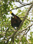 Montezuma Oropendola    Psarocolius montezuma