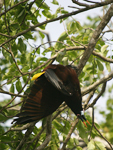 Montezuma Oropendola    Psarocolius montezuma