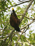 Montezuma Oropendola    