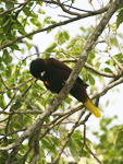 Montezuma Oropendola    