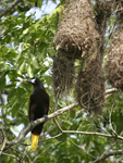 Montezuma Oropendola    