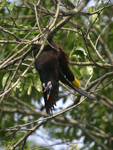 Montezuma Oropendola    