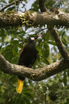 Montezuma Oropendola    