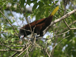 Montezuma Oropendola    Psarocolius montezuma