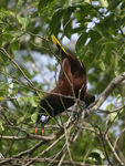 Montezuma Oropendola    Psarocolius montezuma