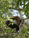 Montezuma Oropendola    Psarocolius montezuma