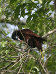 Montezuma Oropendola    