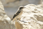 Eastern Mourning Wheatear   Oenanthe lugens lugens