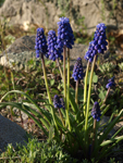 Grape Hyacinth    Muscari racemosum