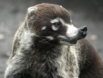 White-nosed Coati    Nasua narica