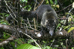 White-nosed Coati    