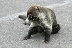 White-nosed Coati    