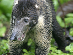 White-nosed Coati    Nasua narica