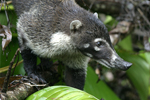 White-nosed Coati    Nasua narica