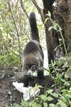 White-nosed Coati    