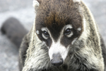 White-nosed Coati    