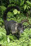 White-nosed Coati    