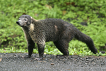 White-nosed Coati    