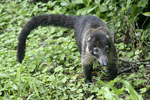 White-nosed Coati    