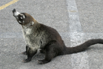 White-nosed Coati    Nasua narica