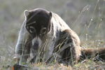 White-nosed Coati    Nasua narica