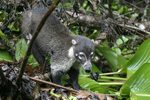 White-nosed Coati    Nasua narica