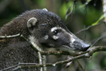 White-nosed Coati    