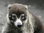 White-nosed Coati    Nasua narica