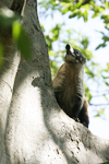 White-nosed Coati    Nasua narica