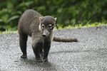 White-nosed Coati    Nasua narica