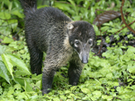 White-nosed Coati    Nasua narica