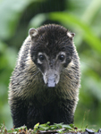 White-nosed Coati    Nasua narica