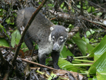 White-nosed Coati    Nasua narica