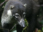 White-nosed Coati    